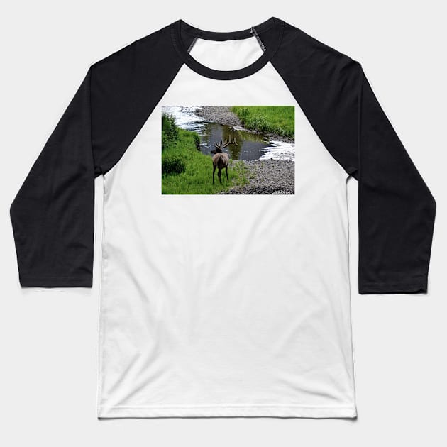 Bull by the River Baseball T-Shirt by Leslie Pino Durant